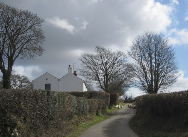 Sheep in the lane, Higher Statsford