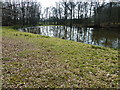 Pond reflections in Rowland Wood