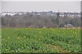 ST5114 : Odcombe : Grassy Field by Lewis Clarke