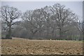 Yeovil : Grassy Field & Trees