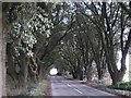 Tree lined road