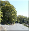 Bus stop dwarfed by trees, Cwmavon Road, Blaenavon