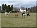 Alpacas at Clintlaw Farm