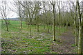 Footpath through the copse