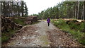 Forestry road near Tolvah