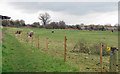 Horses near the path