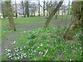 Crocuses near Portland Crescent