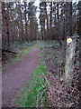 Footpath to Whaddon through the woods