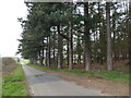 Tall pine trees in Norfolk