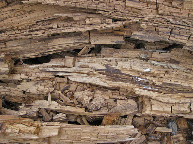 Decaying wood, Castle Howard Estate