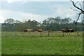 Shaggy horned cattle