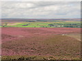 NY9453 : Panorama from Warlaw Pike (4: WNW - War Law above Embley Fell) by Mike Quinn