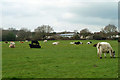 Cattle, Moorlane Farm