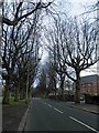 SJ3887 : Tree lined Aigburth Vale, Liverpool by Steve  Fareham