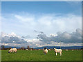 Upland sheep in a lowland field, Beech Farm