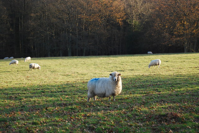 Sheep near Kent College