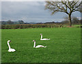 Swans in a field