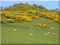 Billinge Hill gorse