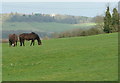 Horses at Hill Farm