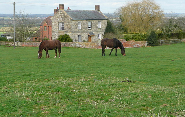 Horses at Hill Farm