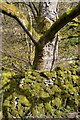 SK1774 : Mossy drystone wall in Cressbrook Dale by Neil Theasby