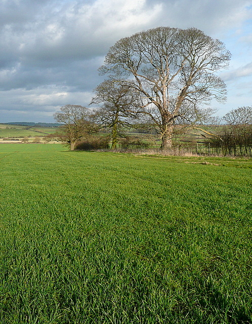 Arable land near Home Farm