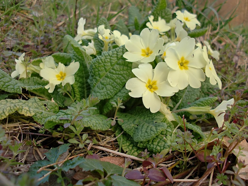 Примула бад. Примула Примроуз. Primula vulgaris. Примула Арктика. Sakata Primula acaulis болезни фото и описанием.