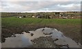 Field, Buckland Monachorum