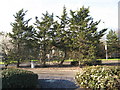 Trees at Newport Pagnell Services