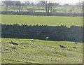 NU2230 : Curlews and dry stone wall by Russel Wills