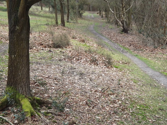 Woodland Path, Whitmoor Vale