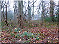 Wild daffodils in woodland