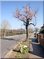 Tree in Bloom, Lonsdale Drive, Enfield