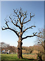 Oak Tree, Lonsdale Drive, Enfield