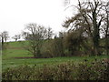 Shelter belt on Butter Hill