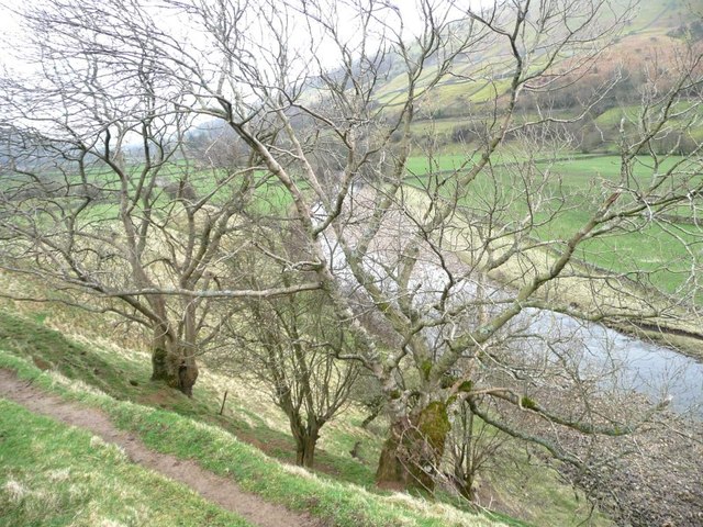 Coppiced ash trees at Marble Scar