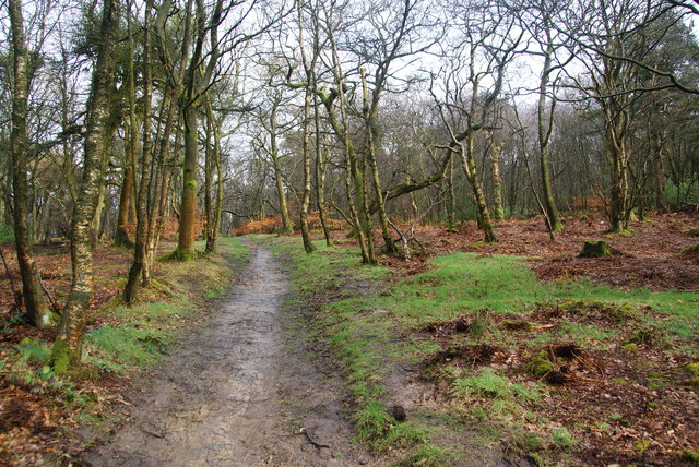 Path in Billinge Wood © Bill Boaden cc-by-sa/2.0 :: Geograph Britain ...