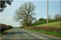 TQ8032 : Tree by New Pond Road by Robin Webster