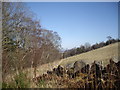 Southeastern edge of Marywell Wood