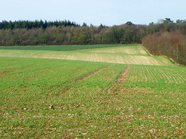 Early spring crops, Bishopstone