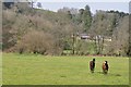 West Somerset : Grassy Field & Horses