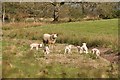 Mid Devon : Sheep Grazing