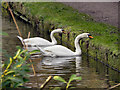 SJ6887 : Mute Swans Feeding on the Bridgewater Canal by David Dixon