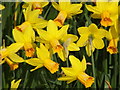 TQ1765 : Daffodils by Colin Smith