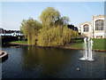 Weeping Willows beside the River Hiz