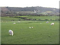 Pasture at Ty-mawr