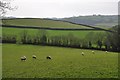 Mid Devon : Grassy Field & Sheep Grazing