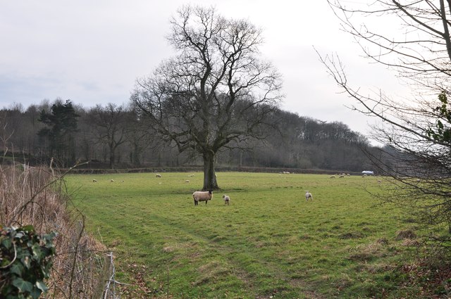Mid Devon : Grassy Field & Sheep