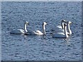 NO2855 : Whooper swans on the Loch of Lintrathen by Oliver Dixon