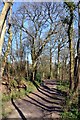 SY7292 : Higher Bockhampton:  Pathway through Thorncombe Wood by Mr Eugene Birchall